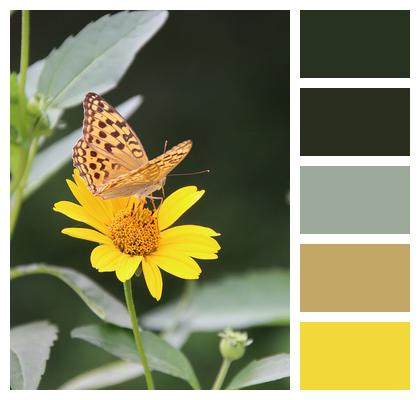 Tickseed Pollination Dark Green Fritillary Image